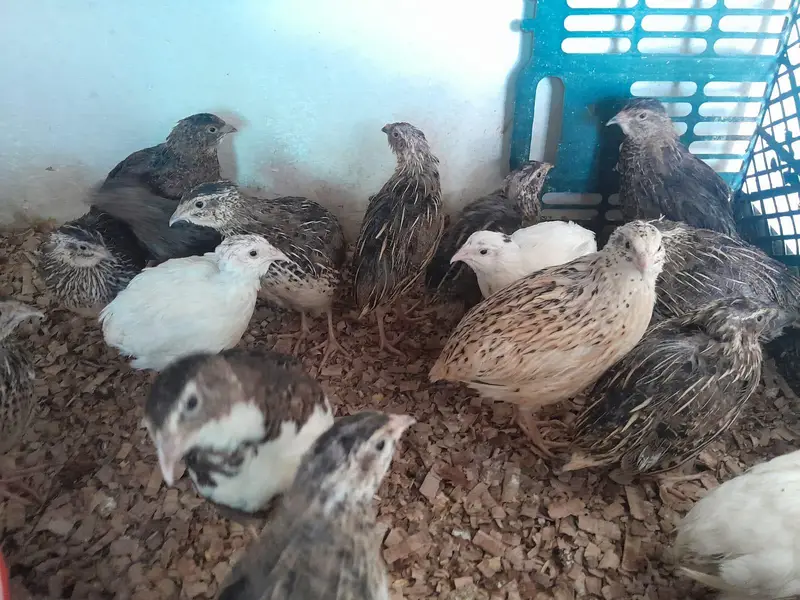Quails — photo 3
