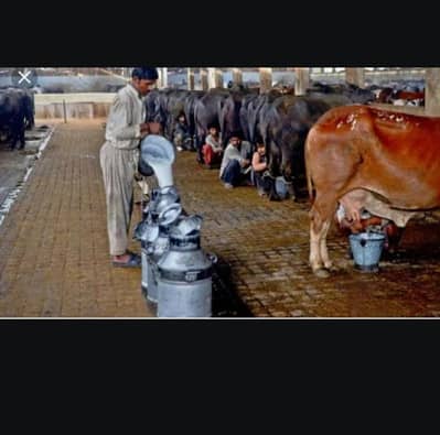 Pure Milk Home Delivery Available
