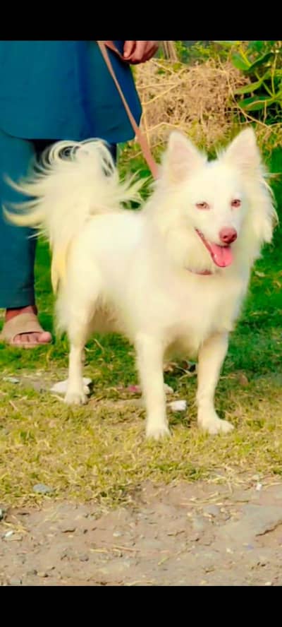 Russian dog zero size