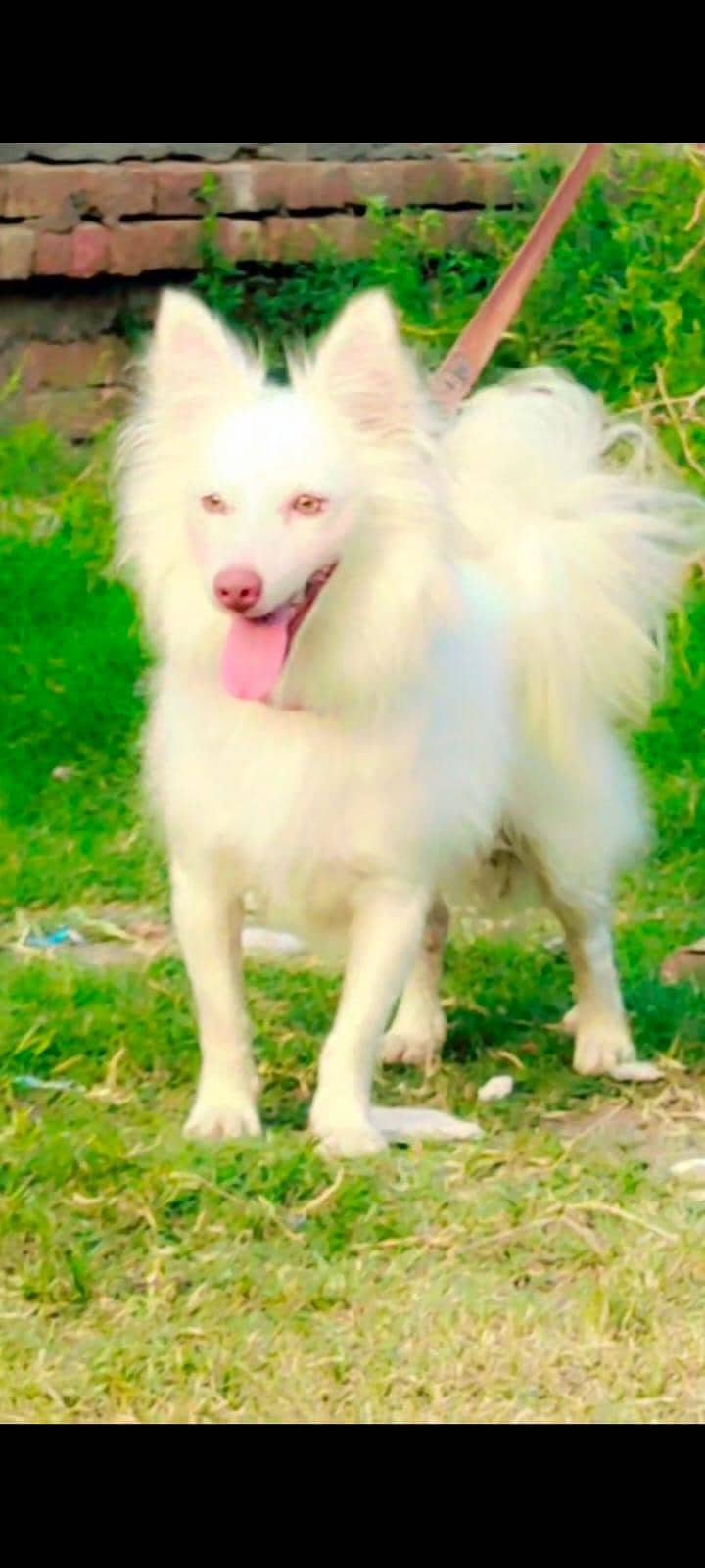 Russian dog zero size 1
