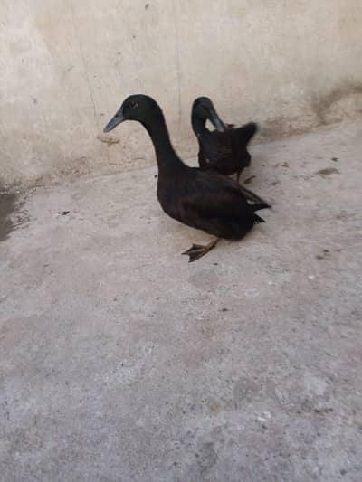 American cayuga males for exchange