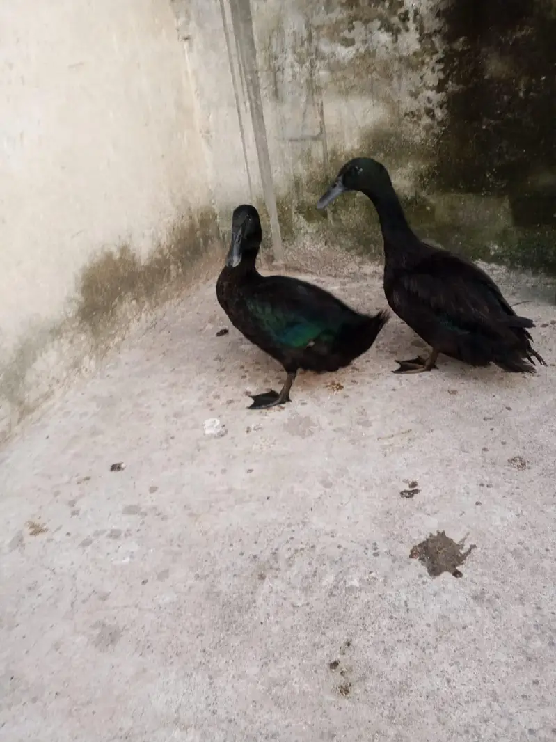 American cayuga males for exchange — photo 4