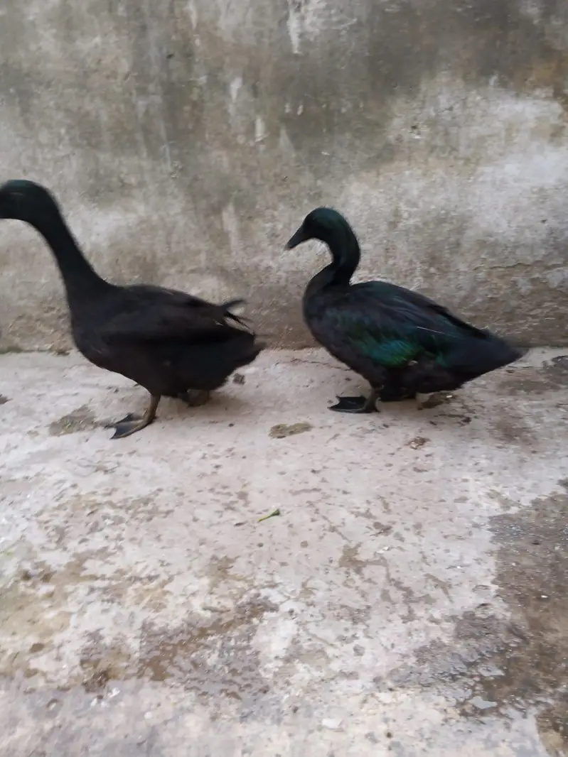 American cayuga males for exchange — photo 5