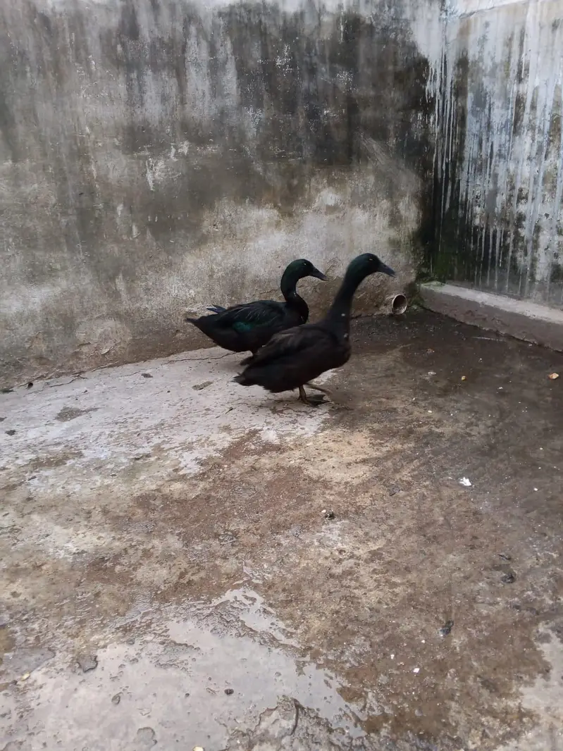 American cayuga males for exchange — photo 7