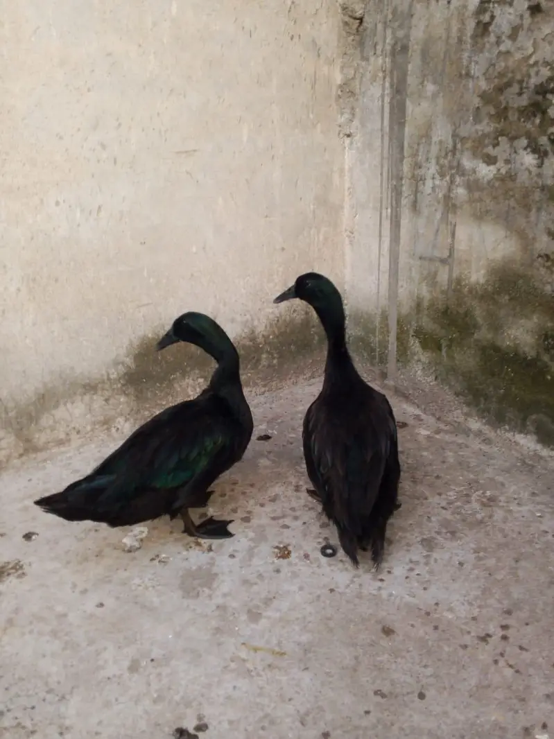 American cayuga males for exchange — photo 8