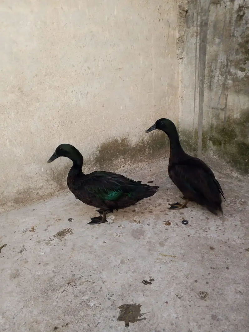American cayuga males for exchange — photo 9