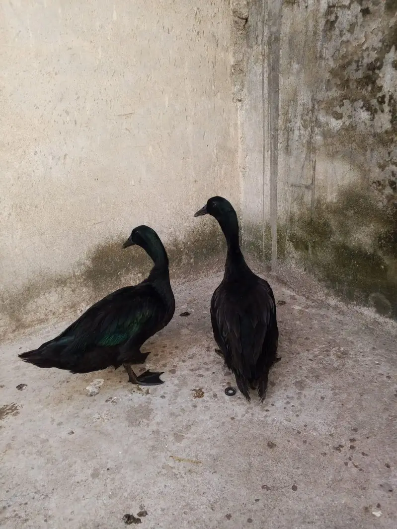 American cayuga males for exchange — photo 10