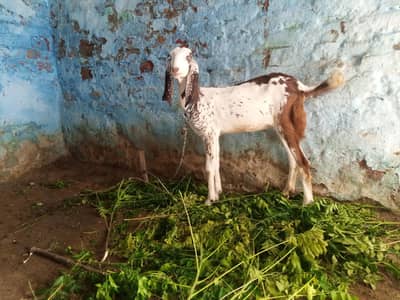 6+ months ki bhot khobsorat bakriya blkl healthy and Activ cross k lya