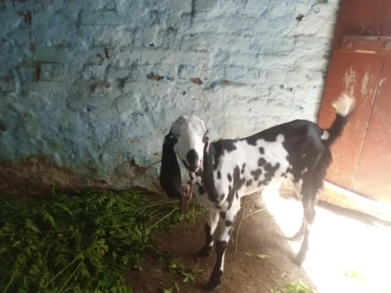 6+ months ki bhot khobsorat bakriya blkl healthy and Activ cross k lya — photo 2