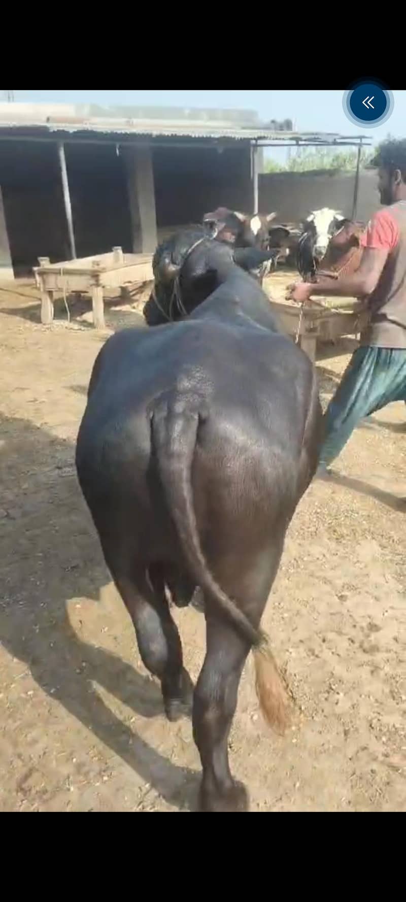 katta 0