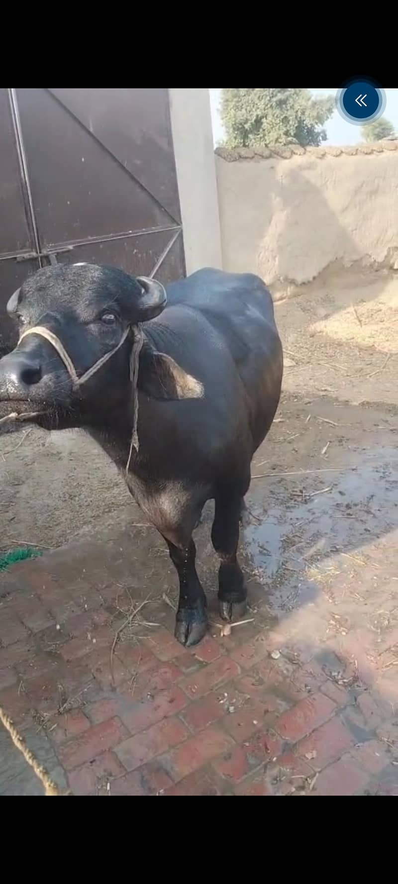 katta 3