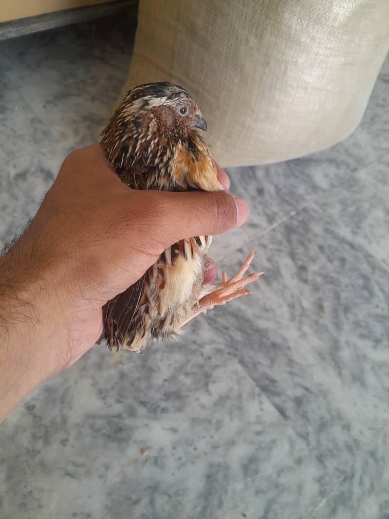 Quails 0