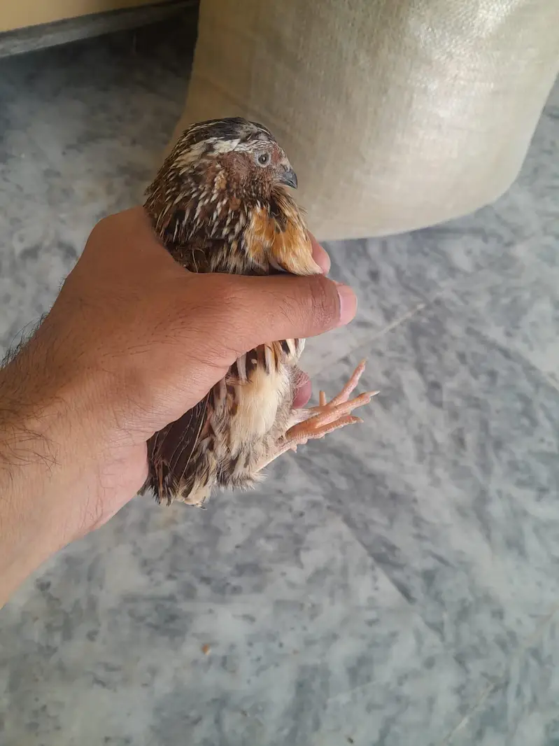 Quails