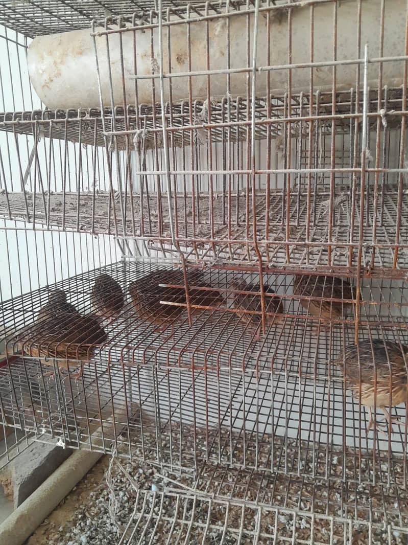 Quails 1