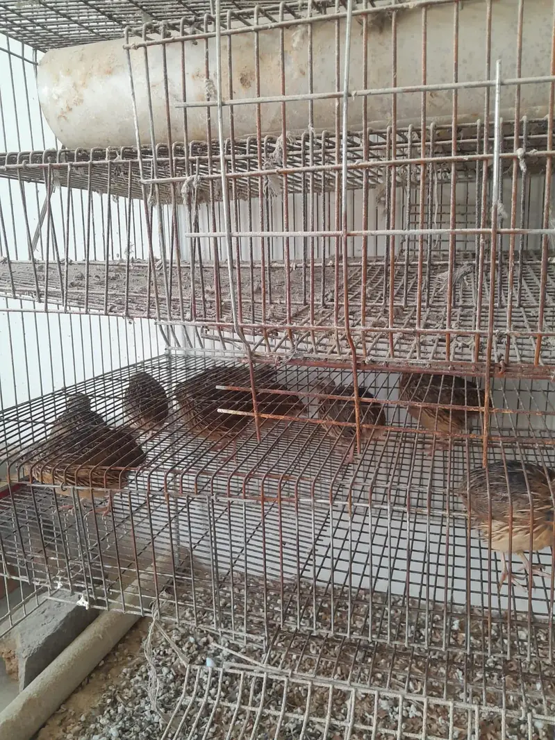 Quails — photo 2