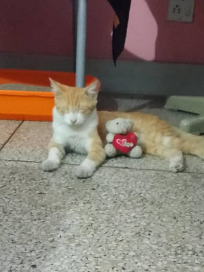 Mix Breed Cat