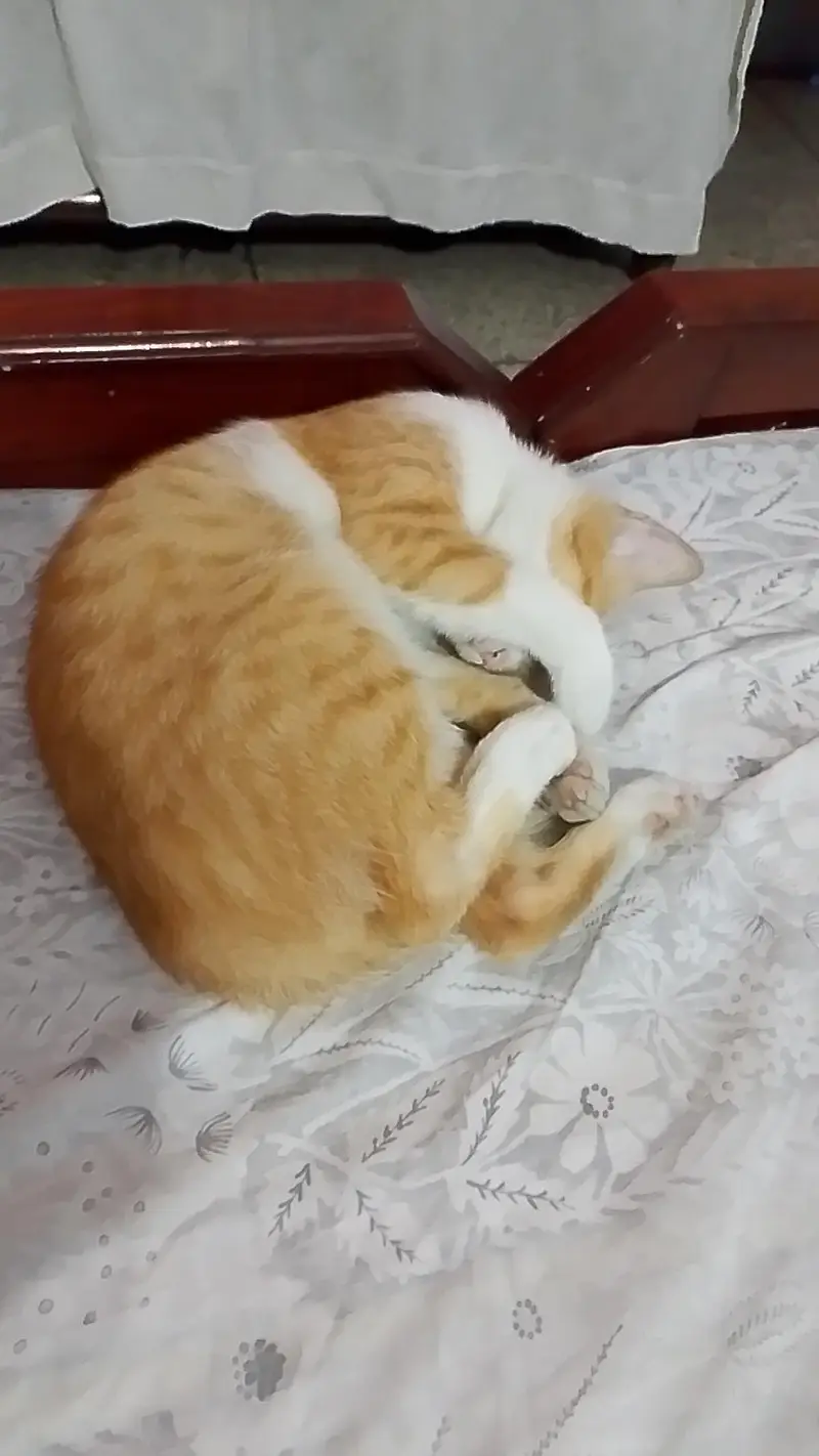 Mix Breed Cat — photo 2