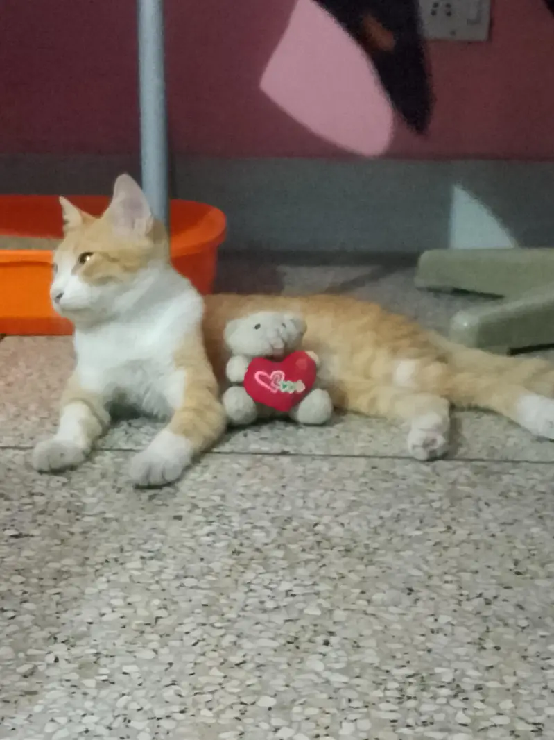Mix Breed Cat — photo 3