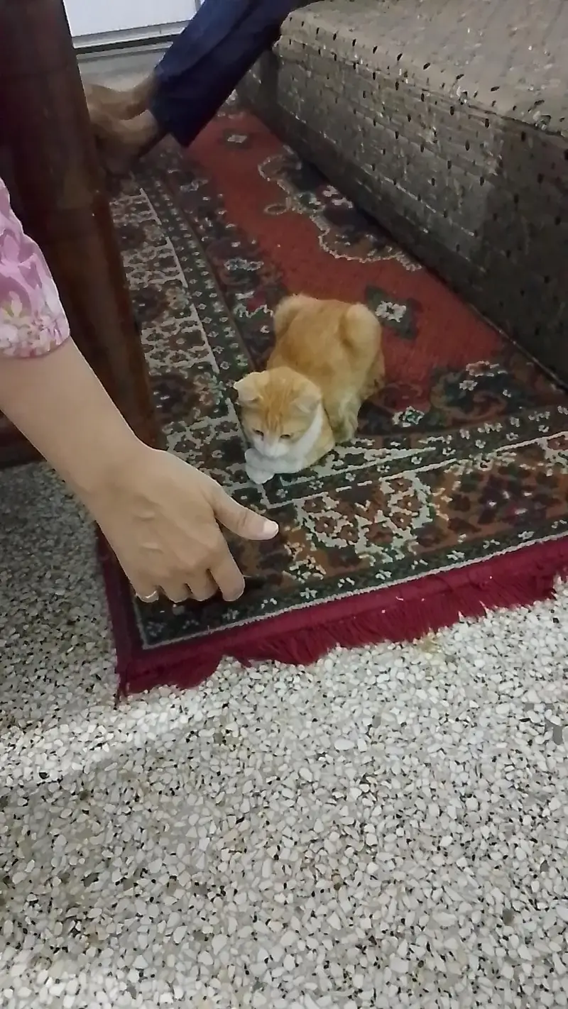 Mix Breed Cat — photo 4