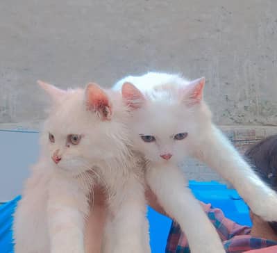 beautiful Persian cat pair for sale