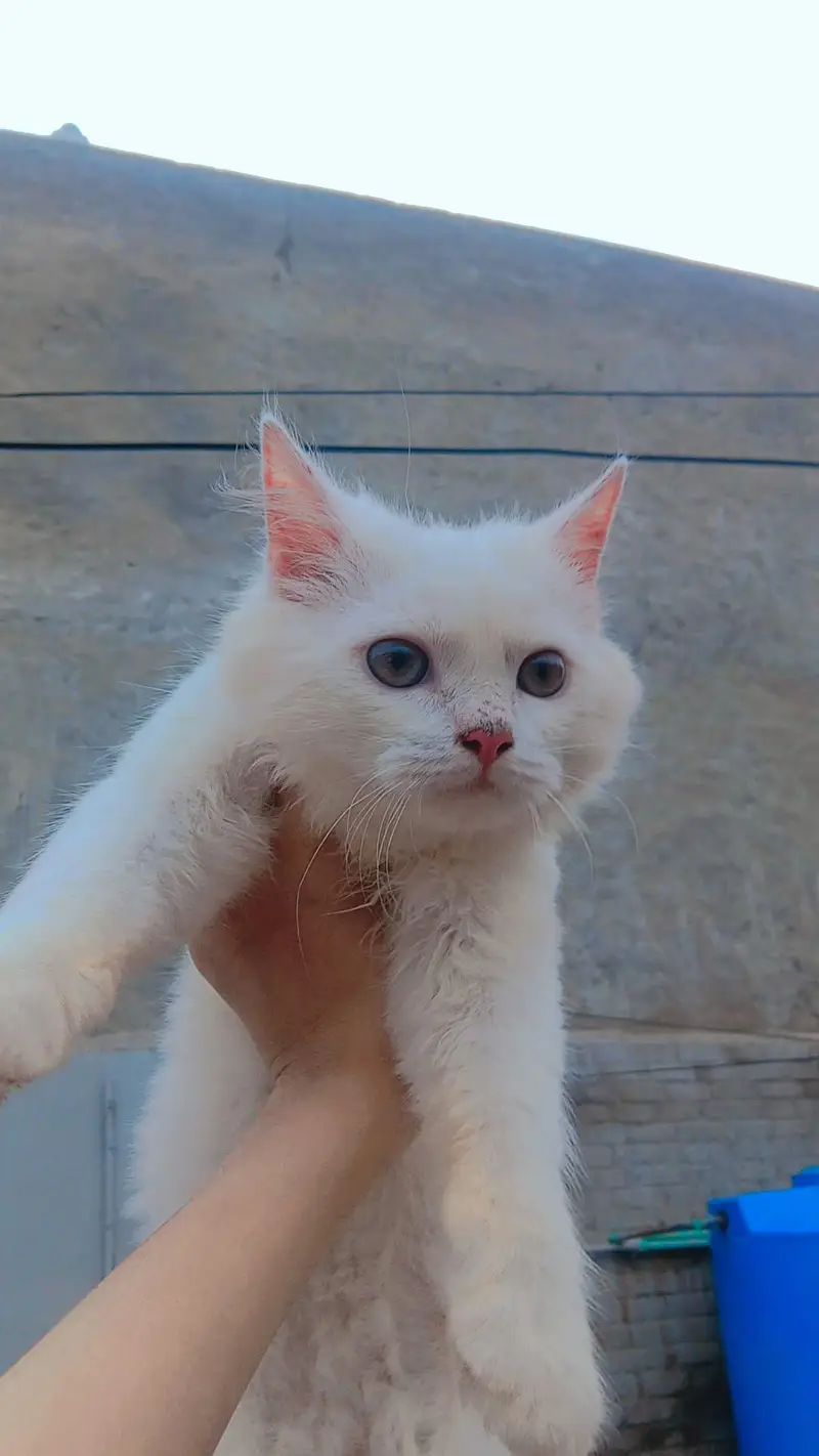 beautiful Persian cat pair for sale — photo 2