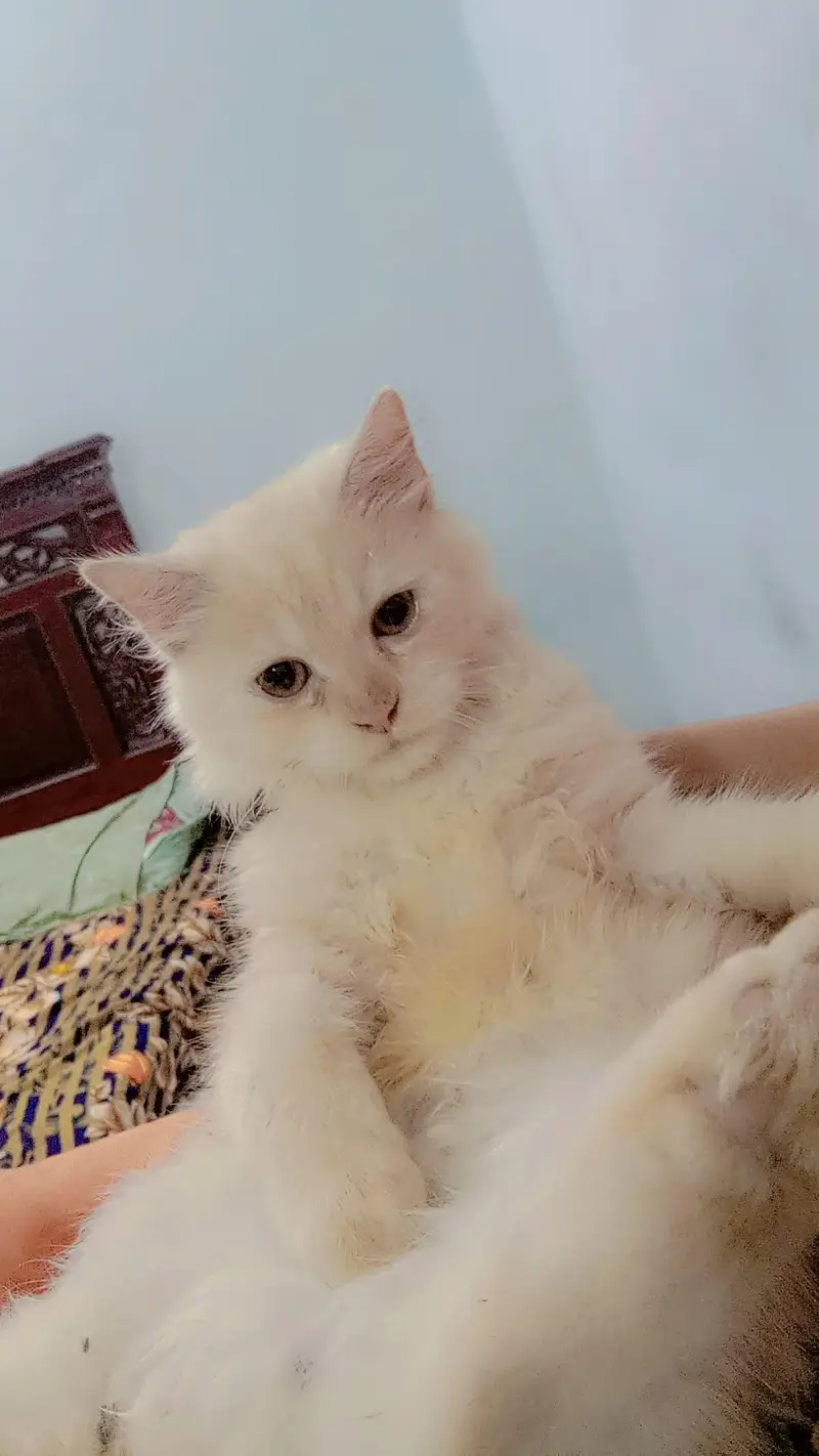 beautiful Persian cat pair for sale — photo 3