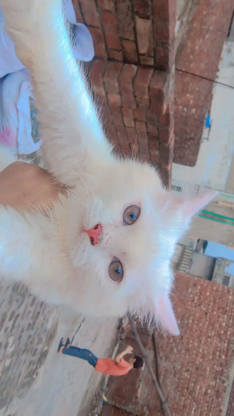beautiful Persian cat pair for sale — photo 4