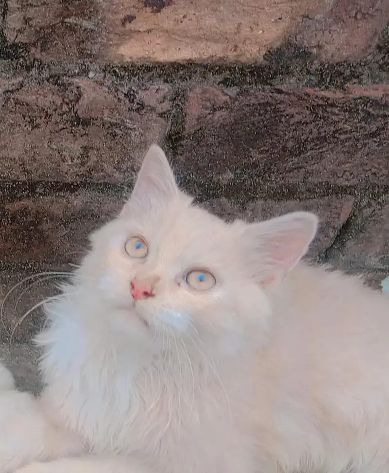 beautiful Persian cat pair for sale — photo 5