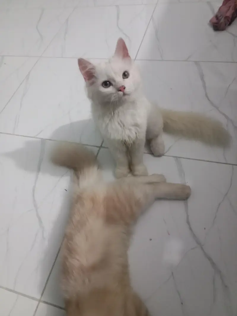 beautiful Persian cat pair for sale — photo 6