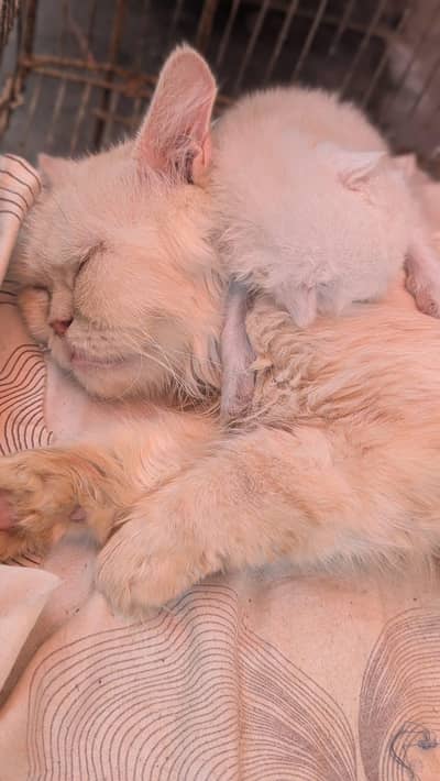 breeder female cat with kitten