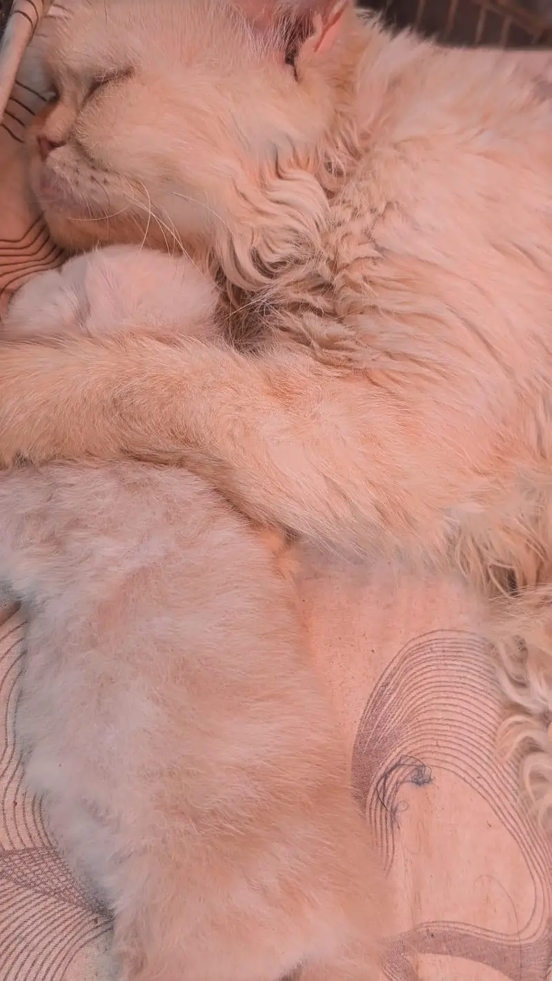 breeder female cat with kitten — photo 2