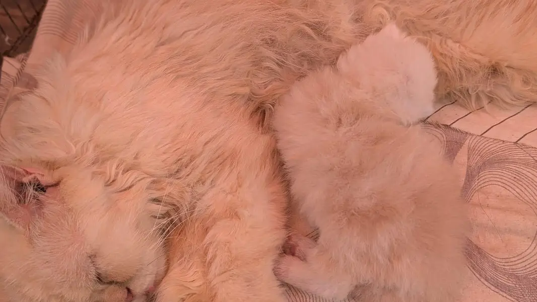 breeder female cat with kitten — photo 3