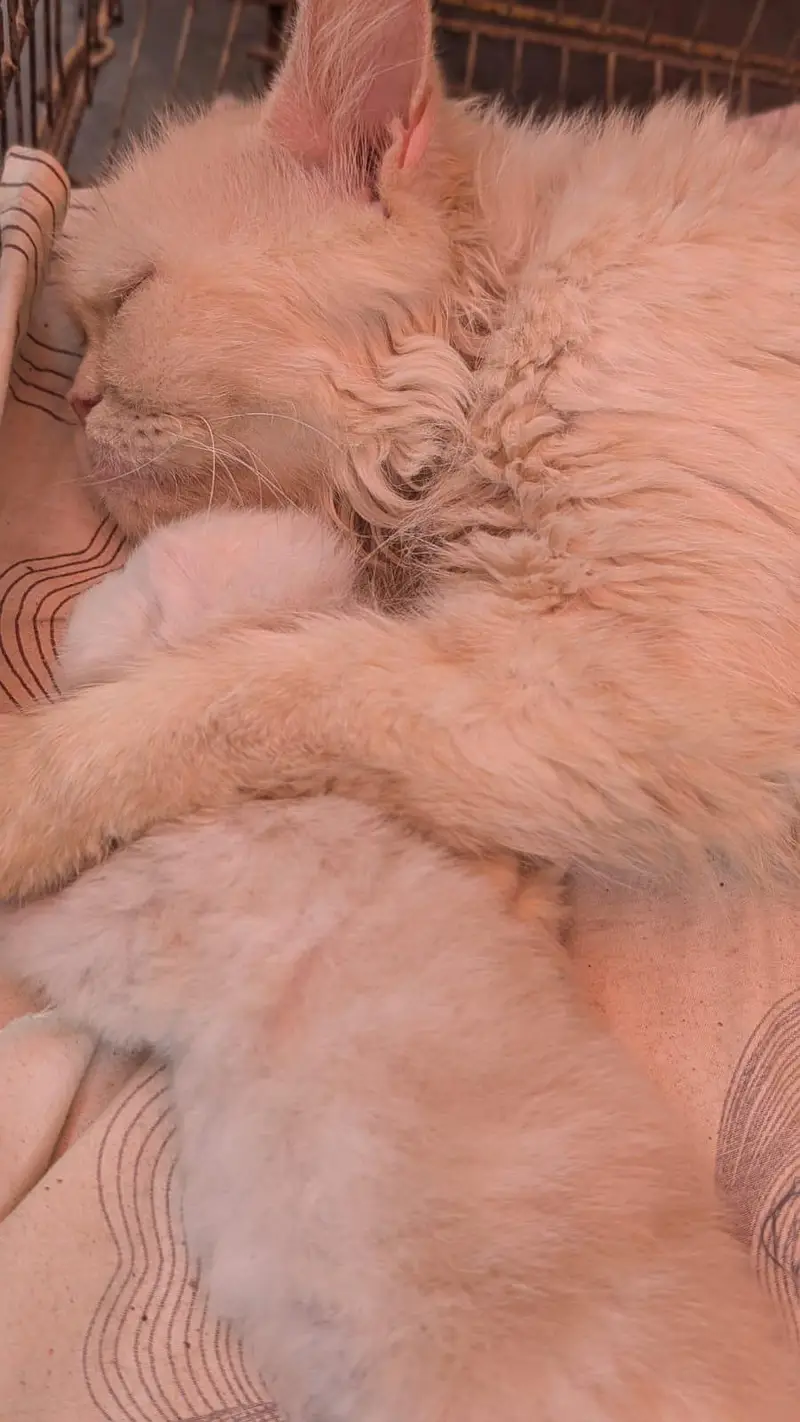 breeder female cat with kitten — photo 4