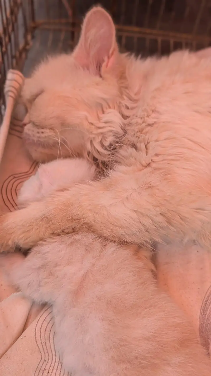 breeder female cat with kitten — photo 5