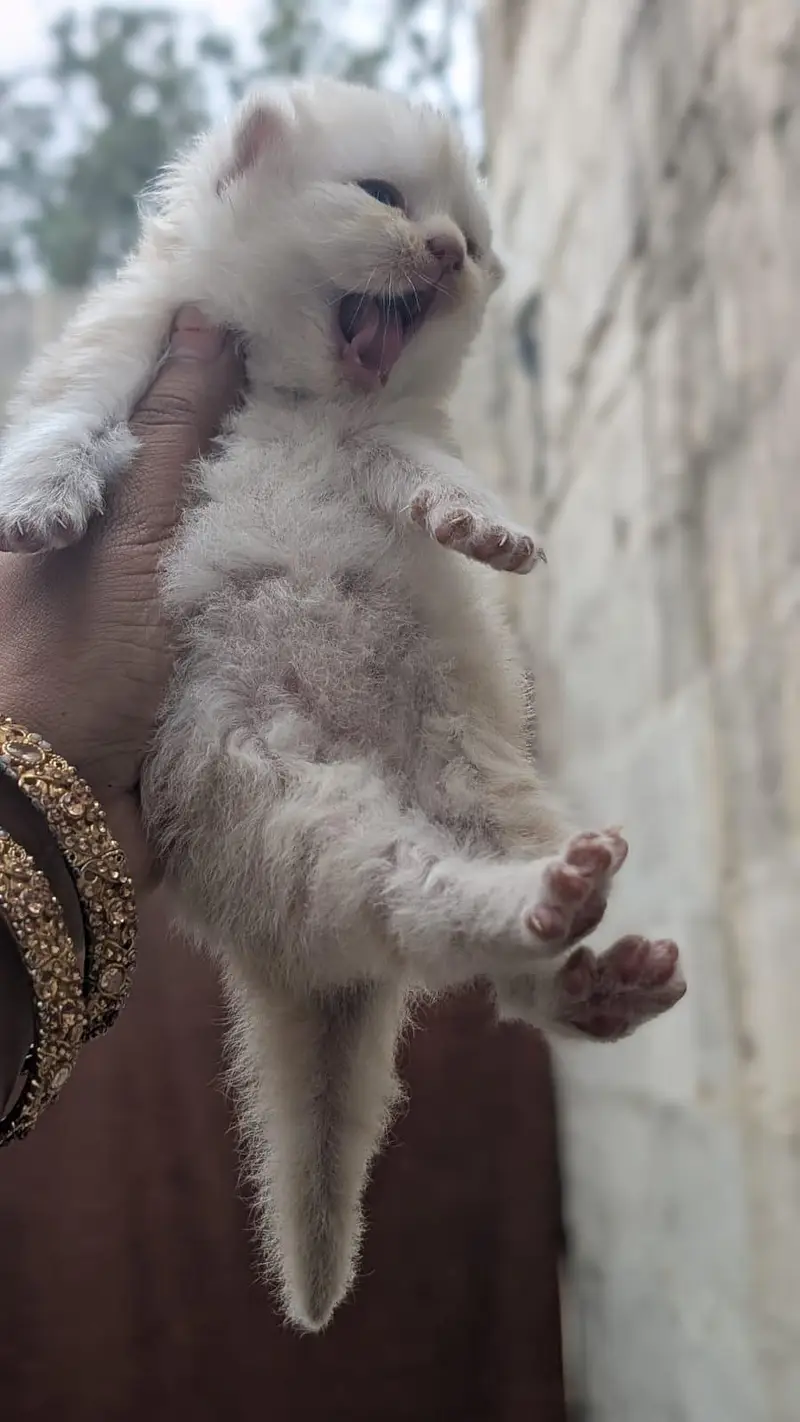 breeder female cat with kitten — photo 8