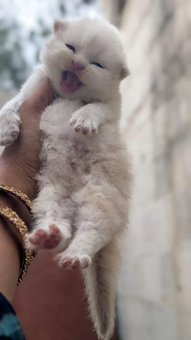 breeder female cat with kitten — photo 9