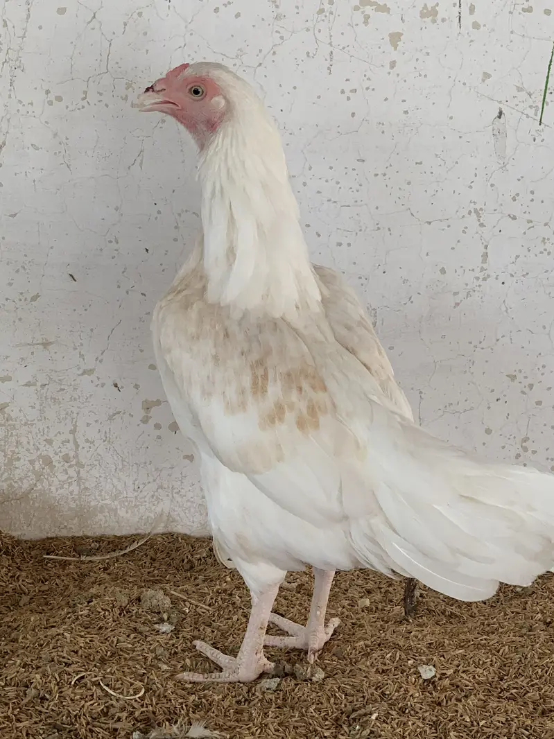 Heera Aseel paper white — photo 4