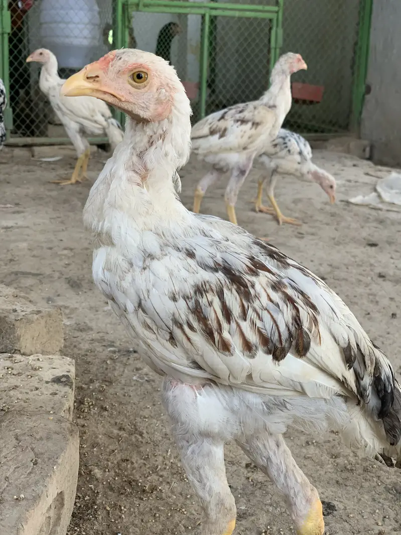 Heera Aseel paper white — photo 10