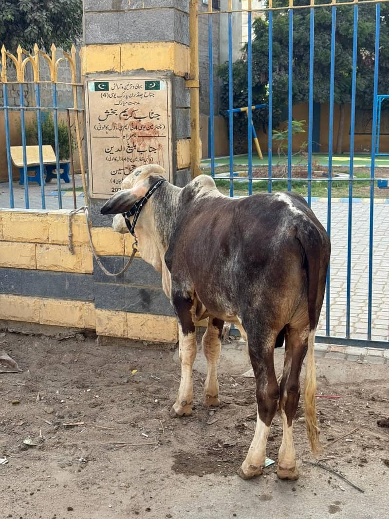 Full Active Bachra 1