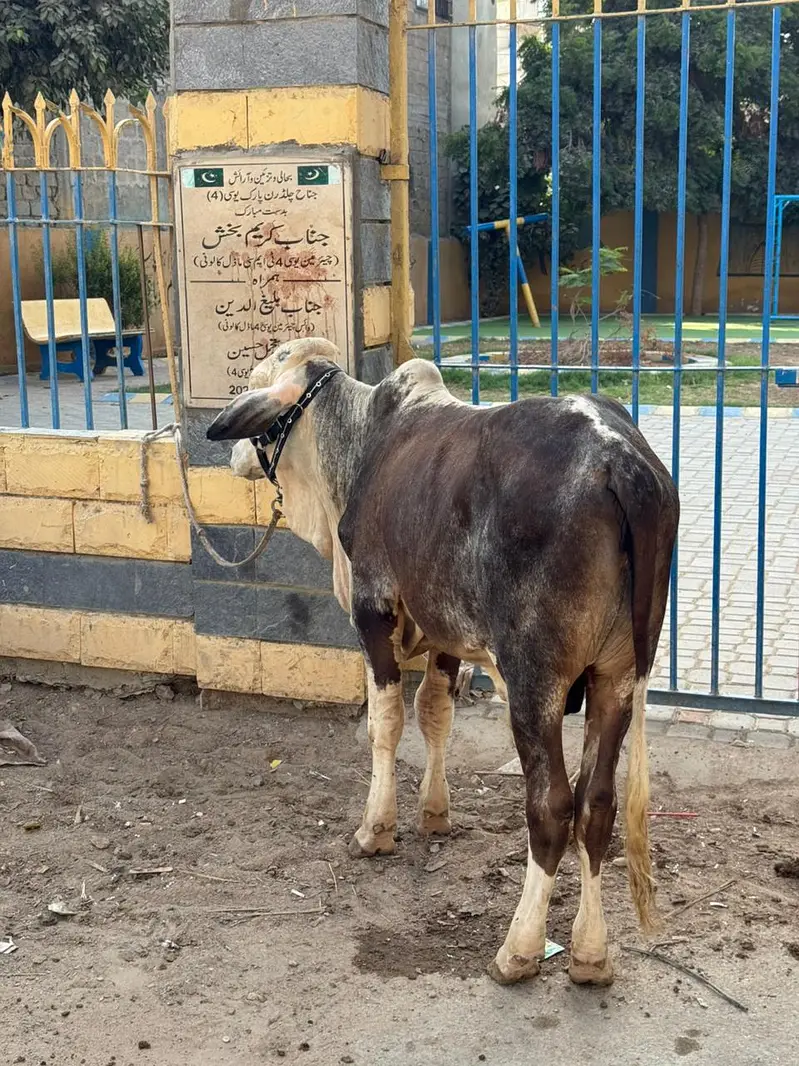 Full Active Bachra — photo 2