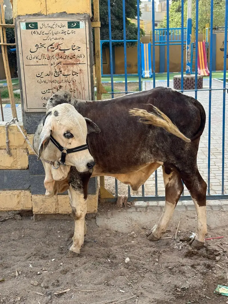 Full Active Bachra — photo 3