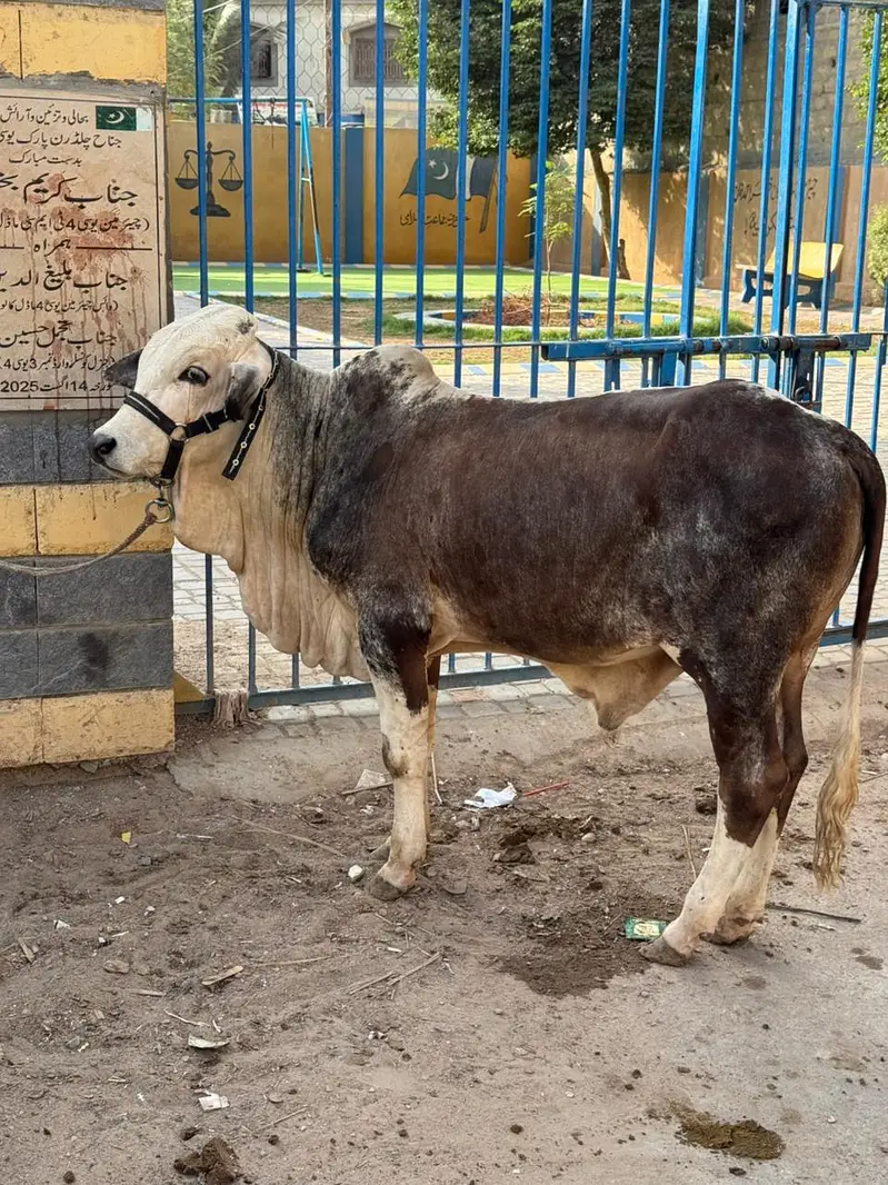 Full Active Bachra — photo 4