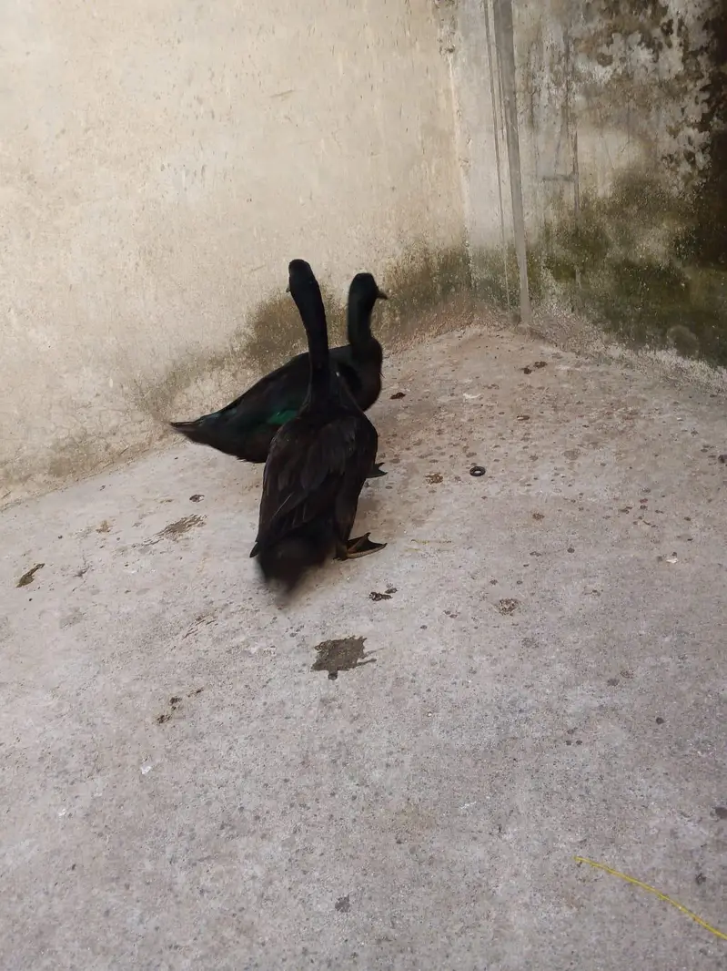 American black Cayuga ducks — photo 3