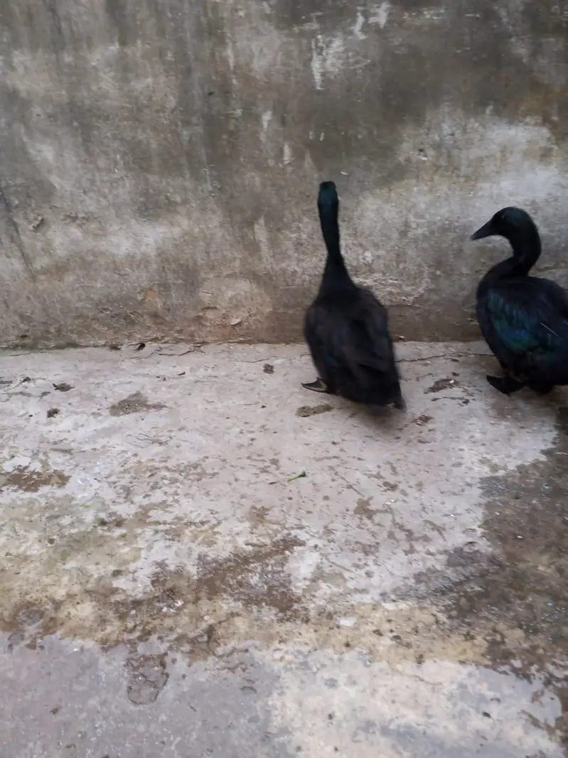 American black Cayuga ducks — photo 4
