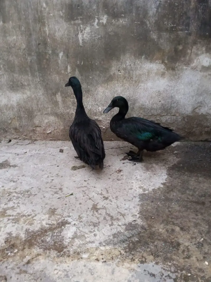 American black Cayuga ducks — photo 5