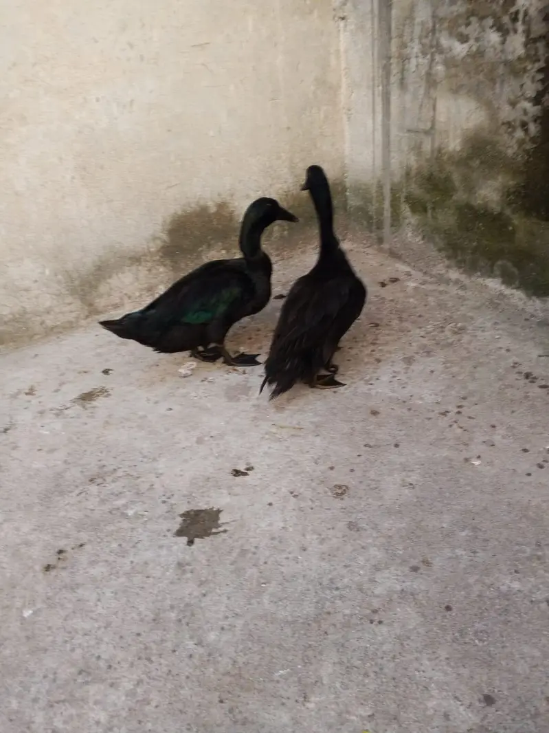 American black Cayuga ducks — photo 8