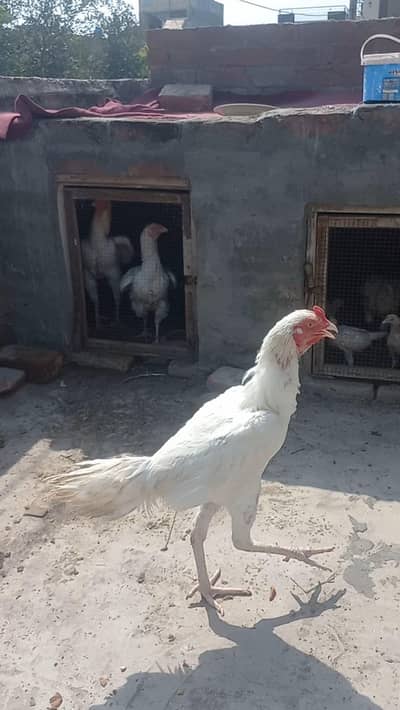 Heera Aseel Patha & chicks trio set