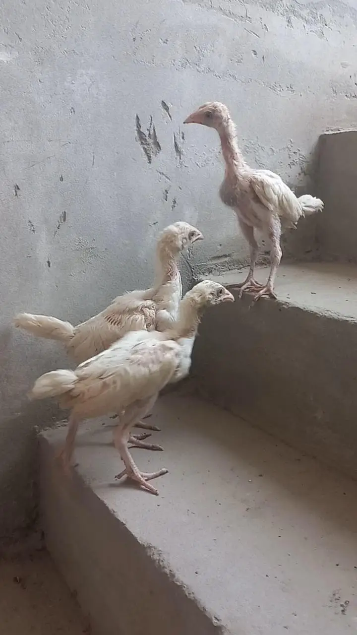 Heera Aseel Patha & chicks trio set — photo 4