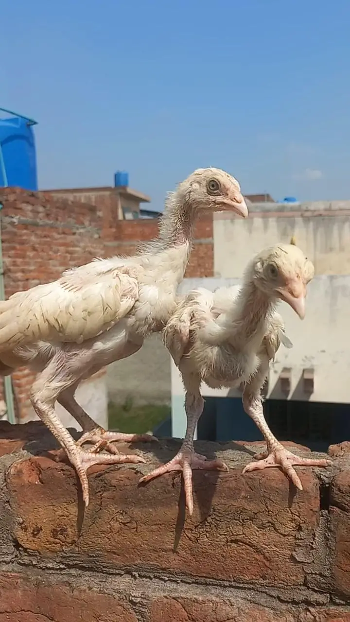 Heera Aseel Patha & chicks trio set — photo 7