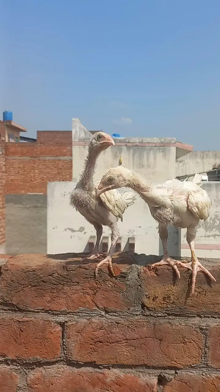 Heera Aseel Patha & chicks trio set — photo 8